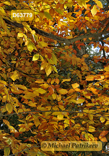 American Beech (Fagus grandifolia)